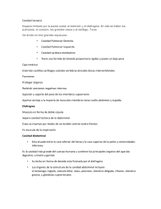 Anatomía: Cavidades Torácica y Abdominal - Resumen