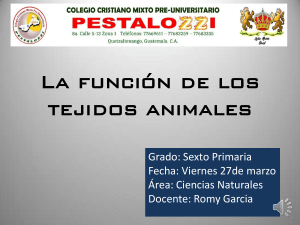 Tejidos Animales: Presentación para Sexto Grado