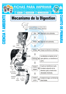 Ficha-Mecanismo-de-la-Digestion-para-Cuarto-de-Primaria