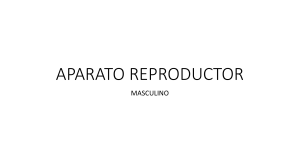 Aparato Reproductor Masculino: Anatomía y Fisiología