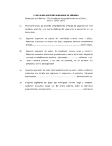 Clave Taxonómica Pinnixa Chilenas: Identificación de Especies
