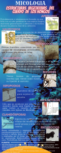 Estructuras Vegetativas de Hongos: Guía de Micología