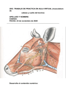 Musculatura Cabeza y Cuello Bovino: Práctica Anatómica