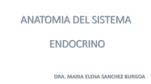 Anatomía del Sistema Endocrino: Tiroides y Suprarrenales