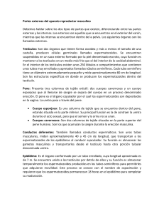 Partes Externas del Aparato Reproductor Masculino