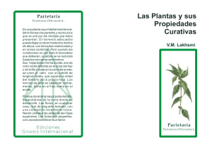 Parietaria: Propiedades Curativas de las Plantas