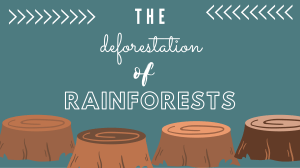 Deforestation of Rainforests: Causes, Consequences, Solutions