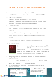 Hoja de trabajo del sistema endocrino: hormonas y glándulas
