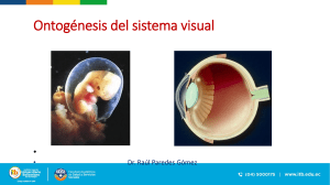 neuroanatomía Embriología del ojo diapositivas (1)