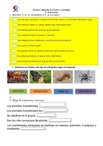 Práctica Ciencia y Tecnología 5° Primaria: Invertebrados y Artrópodos