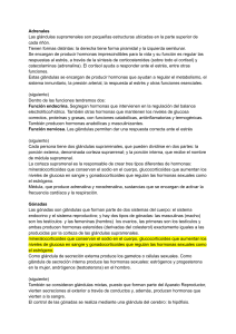 Glándulas Suprarrenales y Gónadas: Funciones y Hormonas