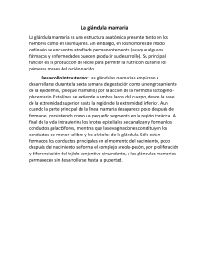 La glándula mamaria: Desarrollo y función