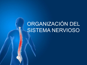 Organización del Sistema Nervioso: Presentación Educativa