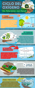 Ciclo del Oxígeno: Infografía Explicativa