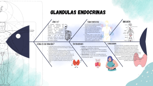 Sistema Endocrino: Glándulas y Hormonas