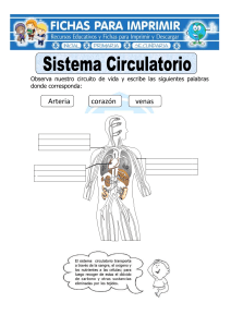 Sistema Circulatorio: Hoja de Trabajo para Primaria