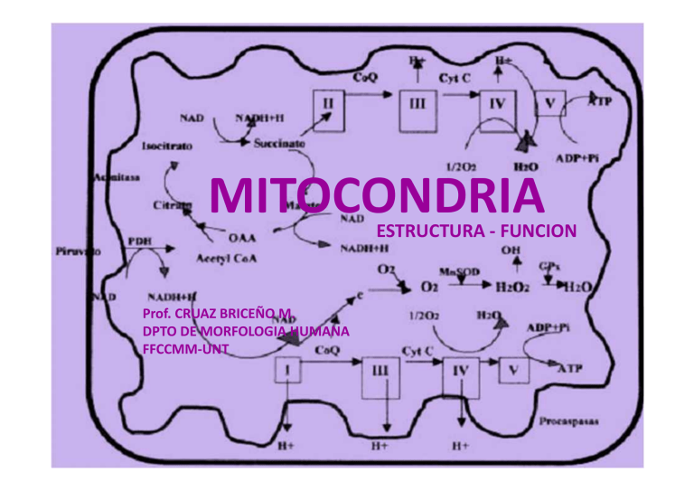 Mitocondria