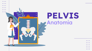 Anatomía de la Pelvis: Presentación Educativa
