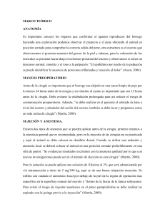 Vasectomía en Borregos: Anatomía, Anestesia y Técnica Quirúrgica