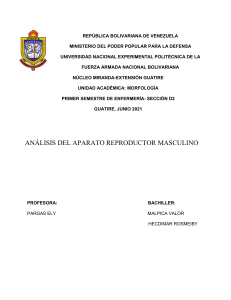 Análisis del Aparato Reproductor Masculino - Anatomía