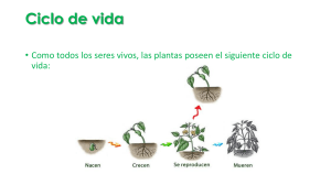 Ciclo de Vida de las Plantas: Presentación Educativa