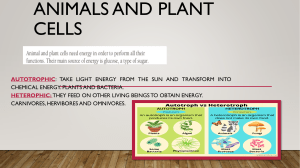 Animal Cells, Autotrophs & Human Reproduction