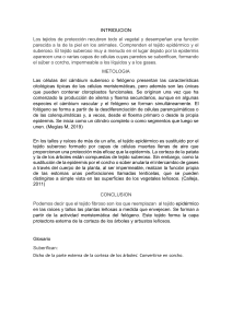 Tejidos de Protección Vegetal: Epidérmico y Suberoso