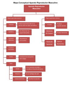 Aparato Reproductor Masculino: Mapa Conceptual