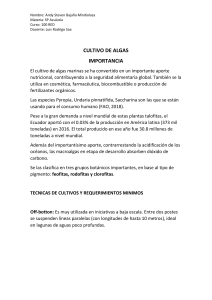 Cultivo de Algas: Importancia, Técnicas y Producción en Ecuador