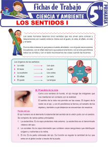 Los Sentidos: Hoja de Trabajo de Ciencias para Primaria