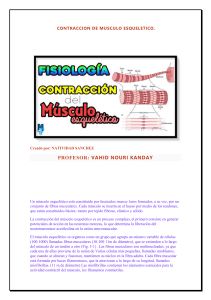 Contracción Muscular Esquelética: Proceso y Mecanismos