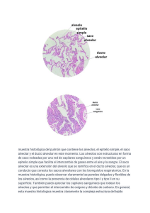 Muestra Histológica del Pulmón: Alveolos y Epitelio